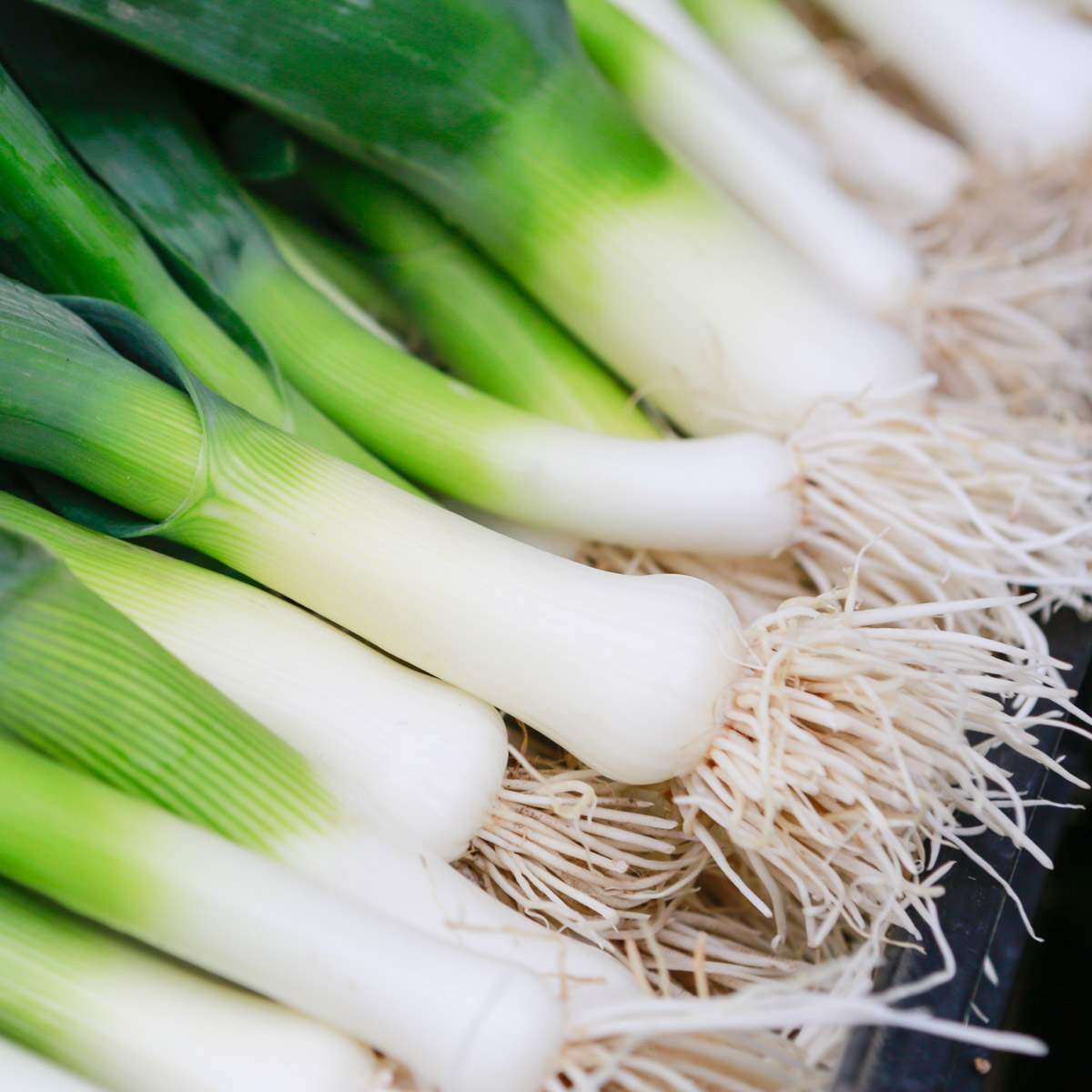 Fresh leeks.