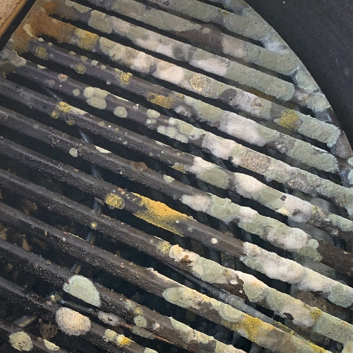 Mold growing on Kamado Joe cooking grates.