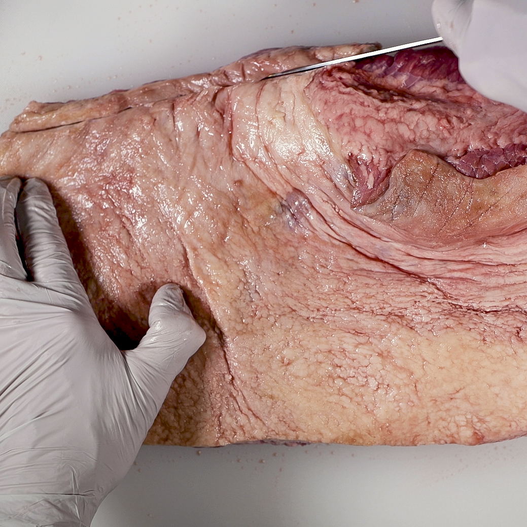 Trim the thick edge of the brisket.